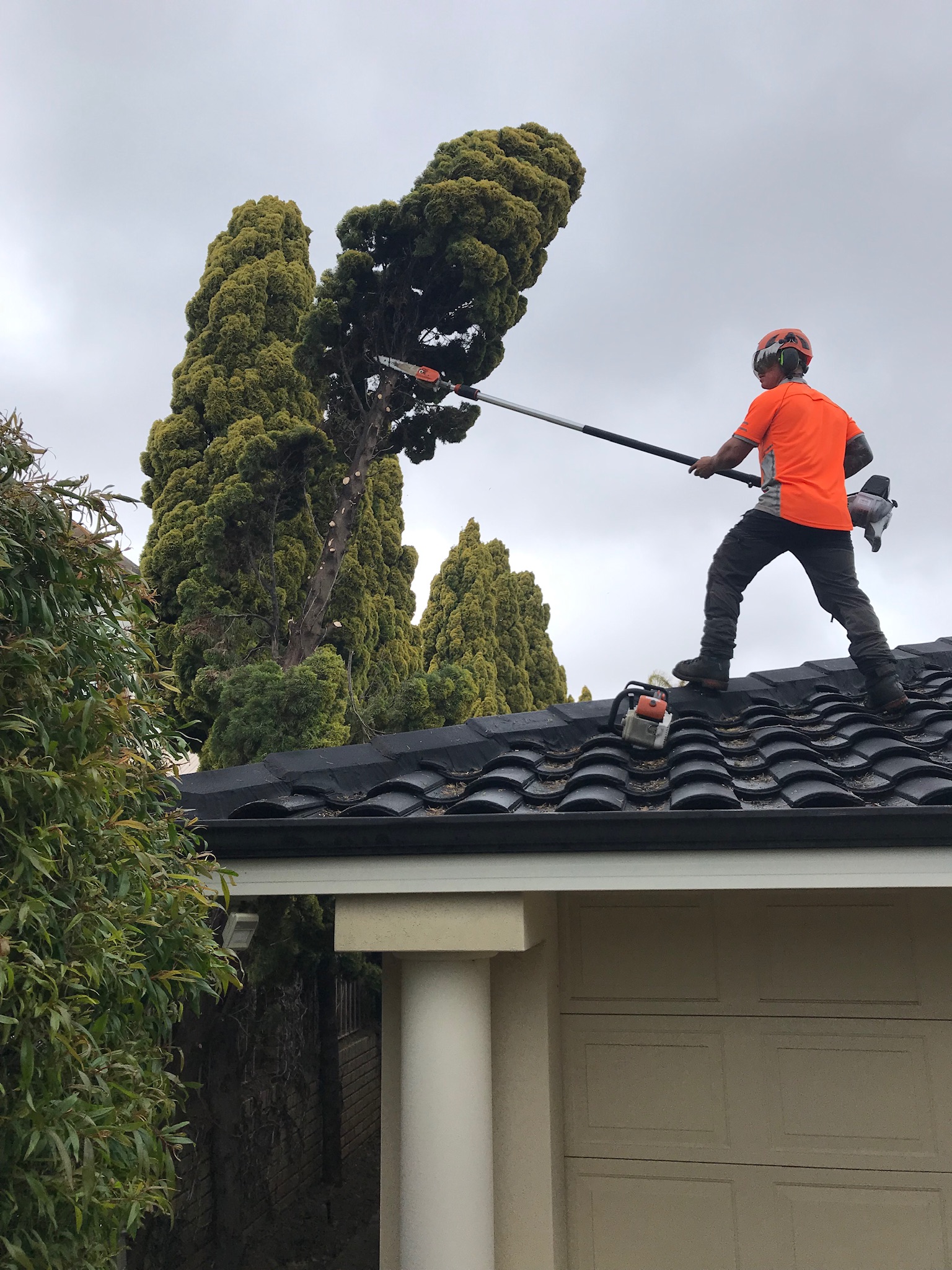 Tree Pruning Services Perth - Your Trees, Our Passion - TreeLine