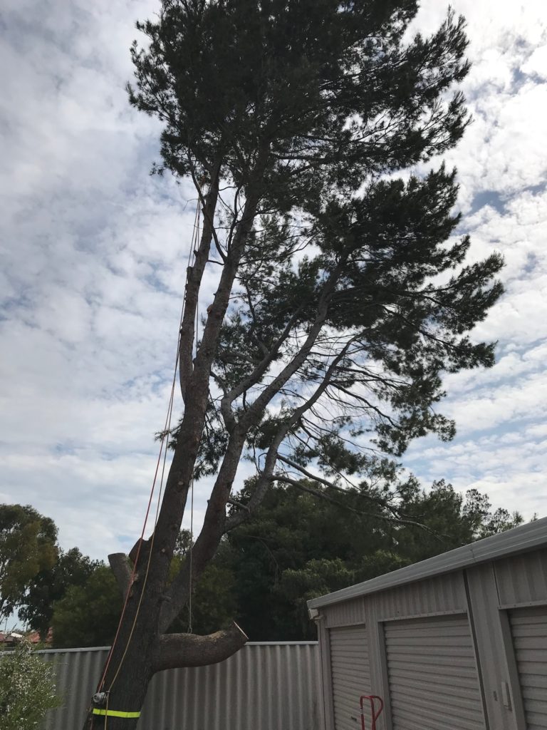 tree removal services Perth part 2