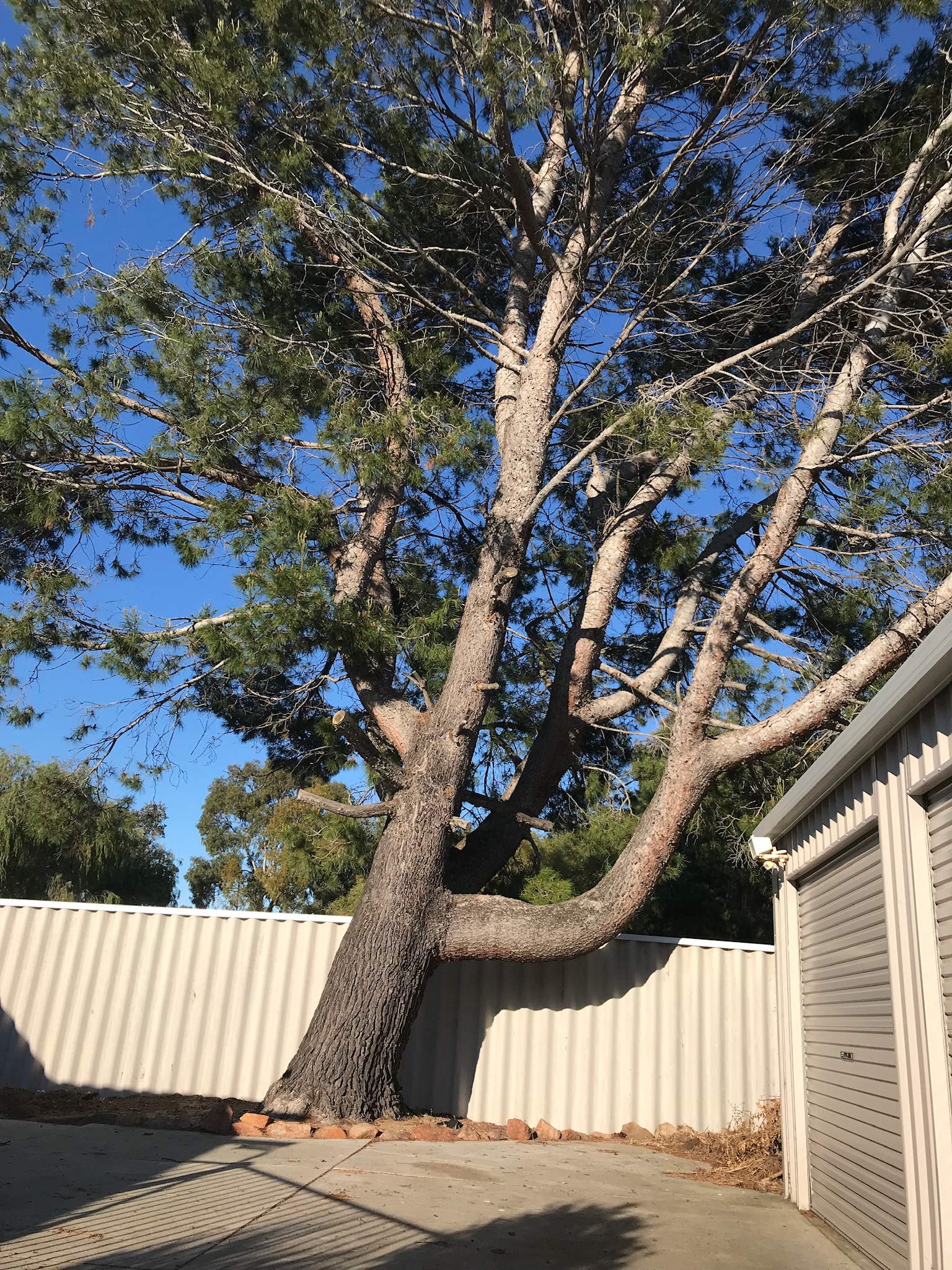 tree removal services Perth part 1
