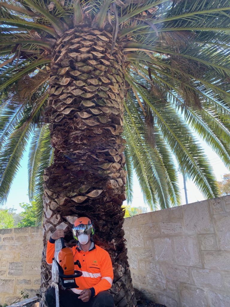 palm tree removal perth 1