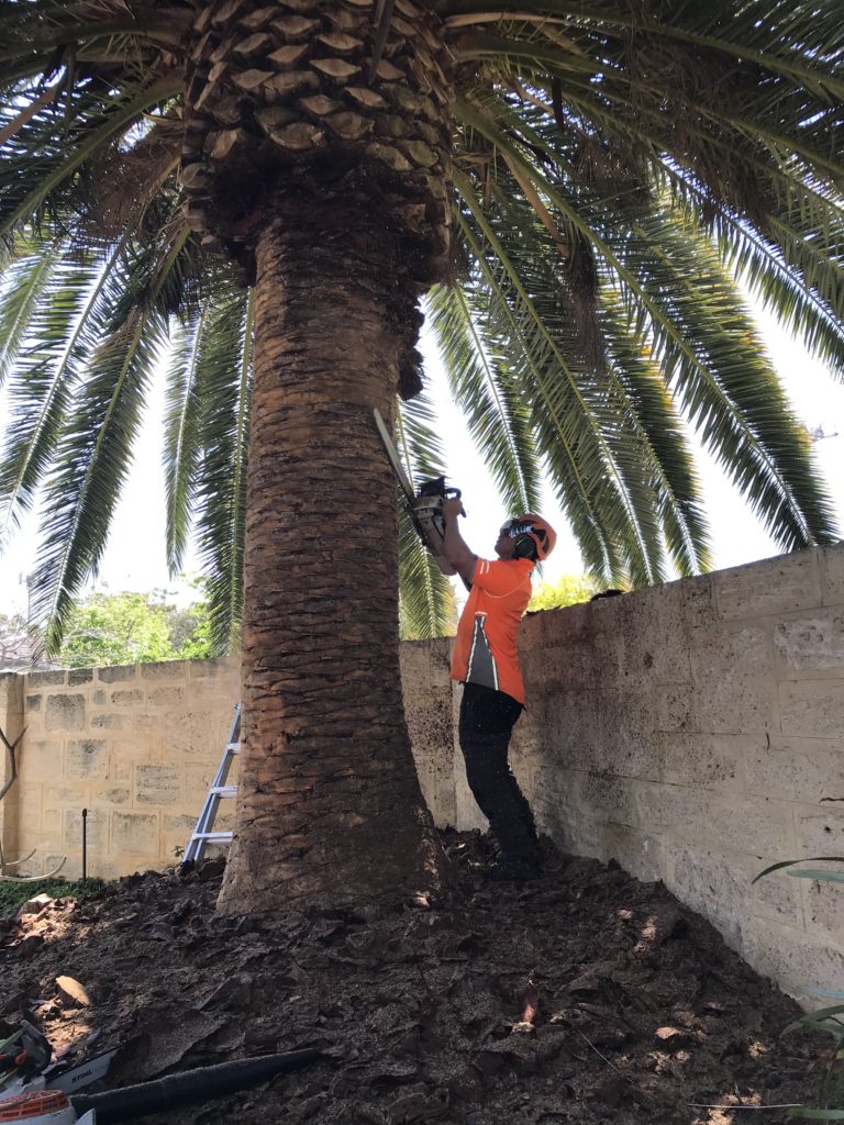 palm tree removal perth 2