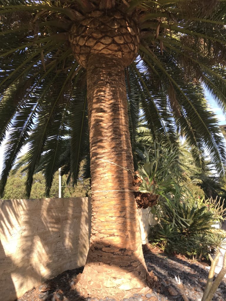 palm tree removal perth 3