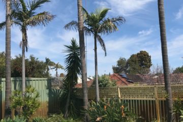 Palm cleaning arborist Perth