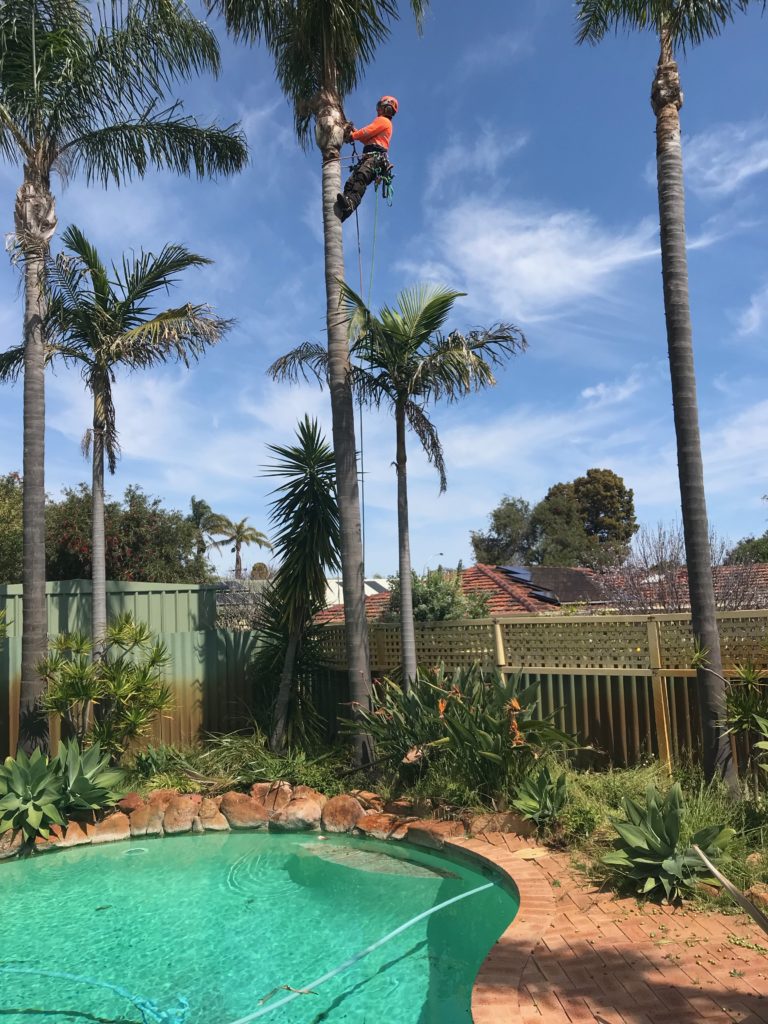 Palm cleaning front page