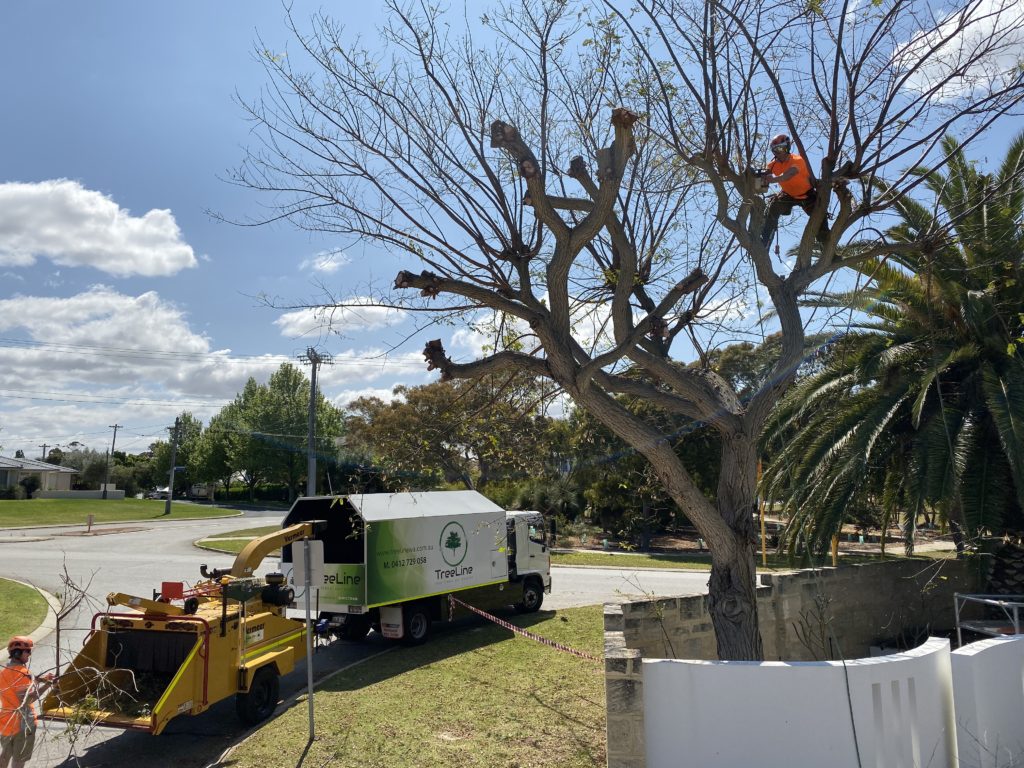 Tree pruning front page