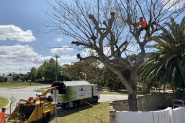 Tree pruning arborist Perth