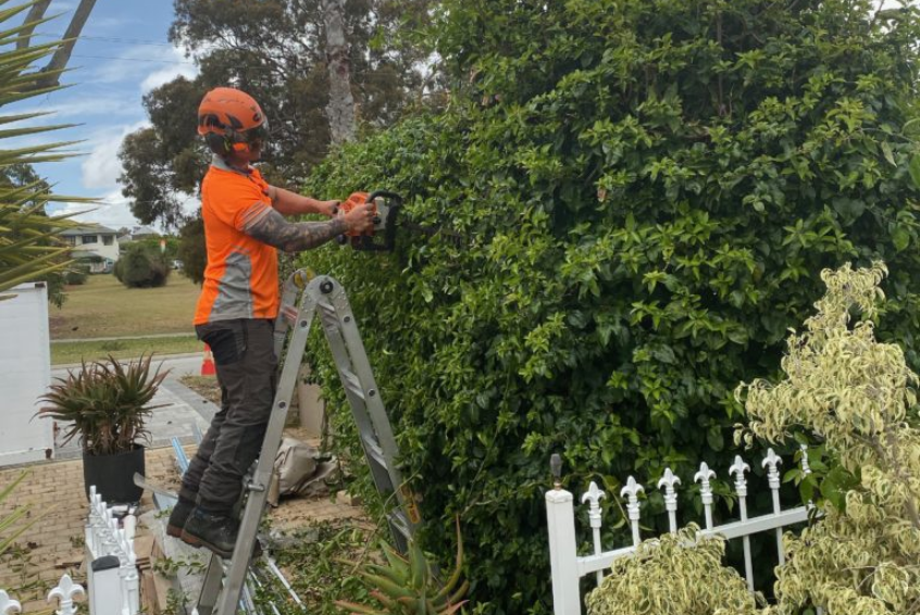 arborist Perth in action