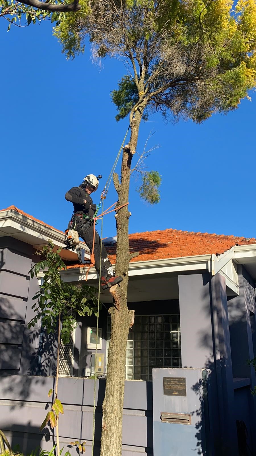 Can I cut my neighbours trees that are overhanging on my property